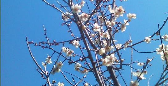 梅の花