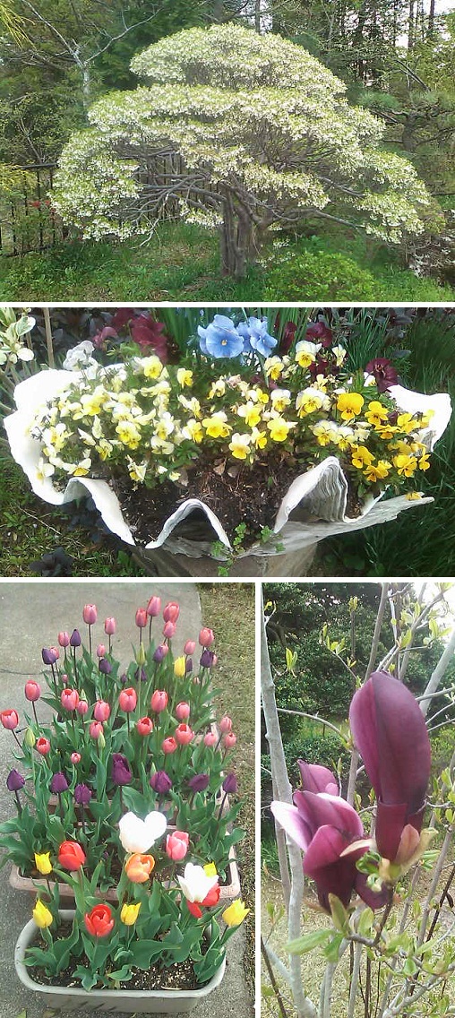 春の花々