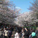 満開の桜と人・人・人