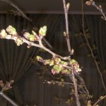 庭の桜はまだつぼみ