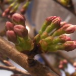 桜のつぼみ