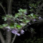 葉桜