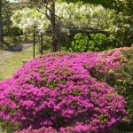 ツツジと白藤の花