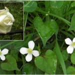どくだみの花