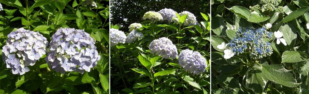 晴れた日の紫陽花