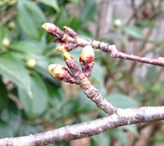 つぼみの桜