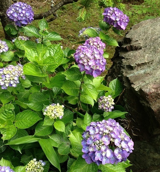 紫陽花